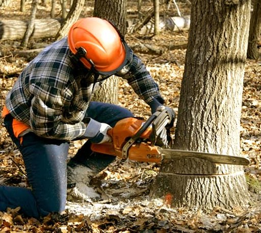 Tree Removal in Medina, ND